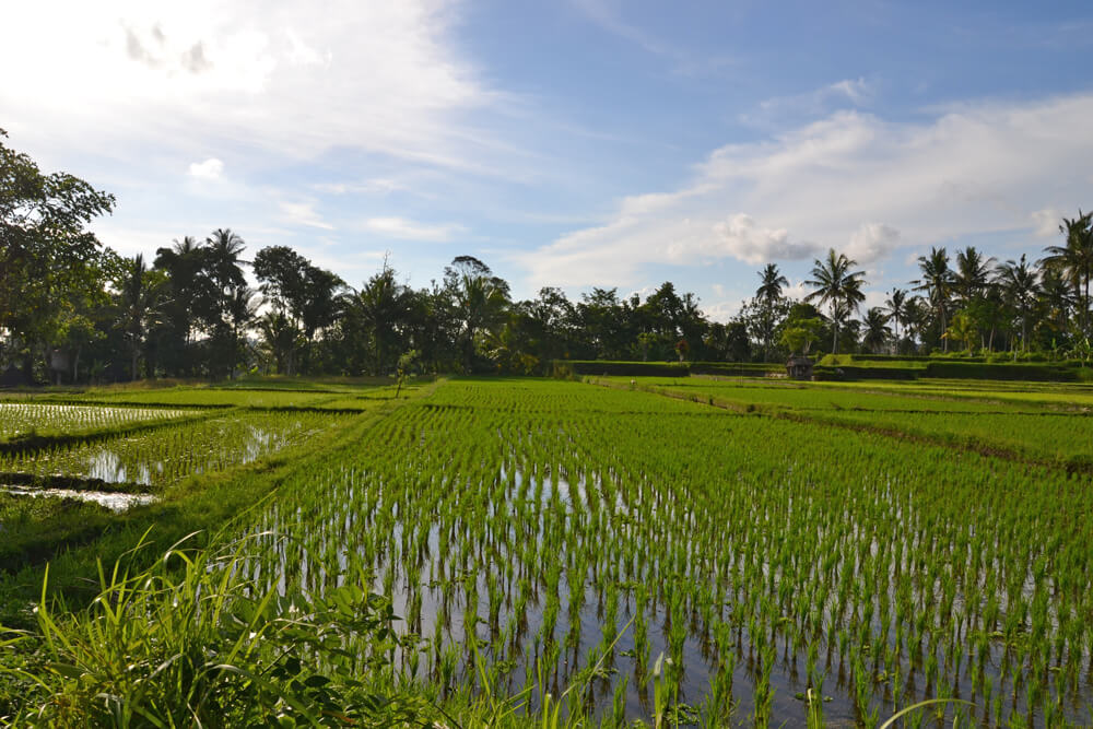 Bali Ubud Reisfelder