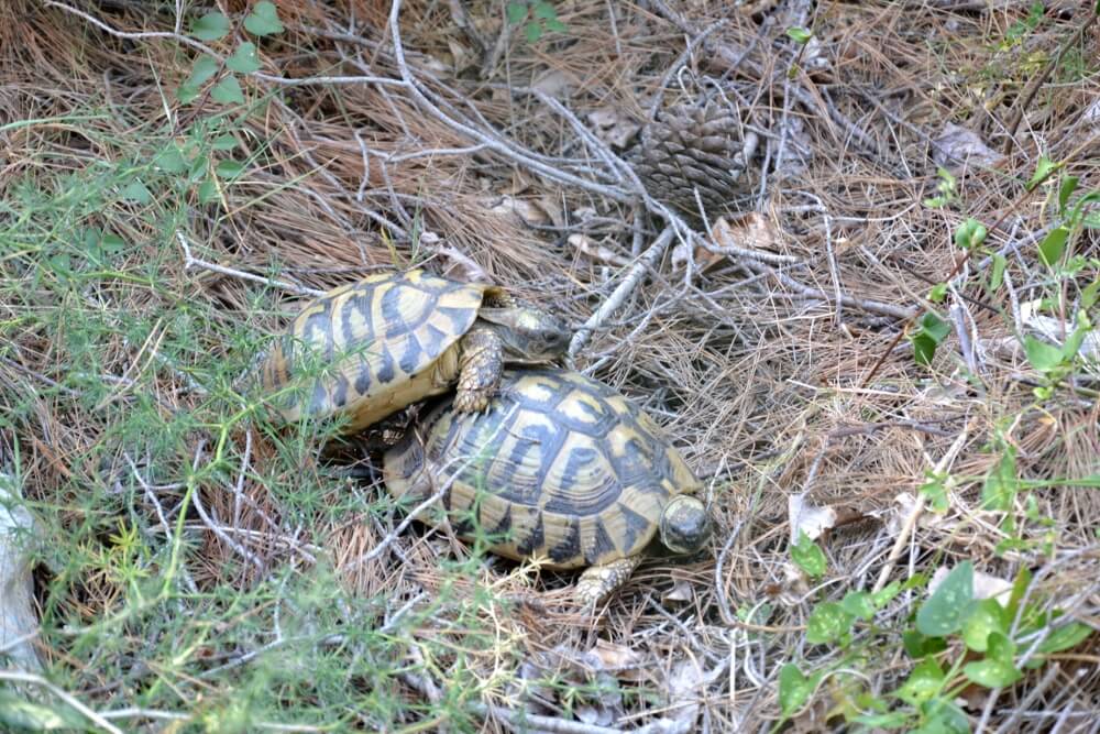 Schildkröten Kroatien