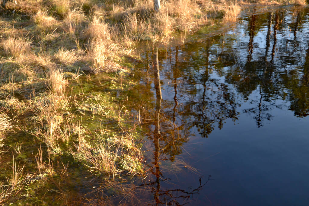 Estland Moor