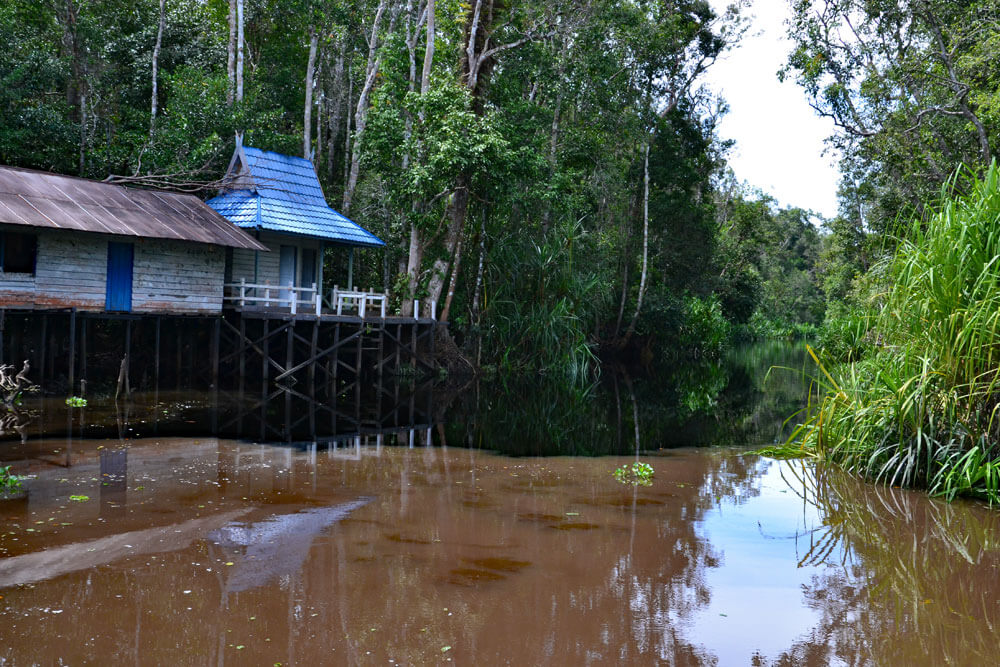 Tanjung Puting Nationalpark: Die Flussfarbe ändert sich