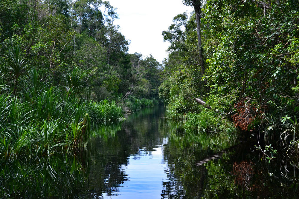 Tanjung Puting Nationalpark: Mitten im Dschungel