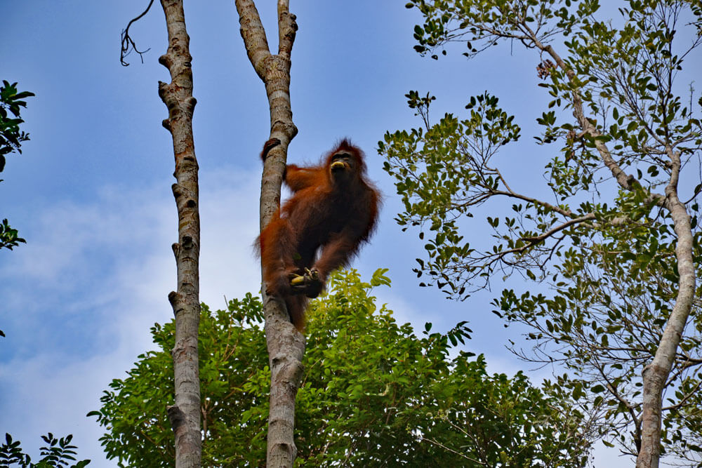 Tanjung Puting Nationalpark: Orang-Utan, der sich Bananen geklaut hat