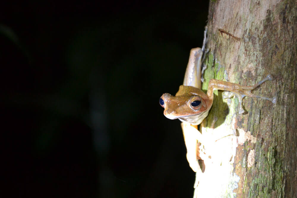 Tanjung Puting Nationalpark: Nachtaktiver Frosch