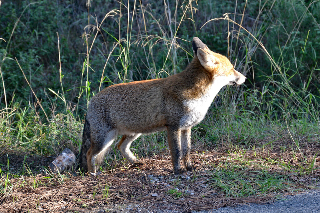 Fuchs in der Maremma